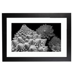 Edible Fractal (Holiday Exclusive)