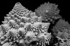 Edible Fractal (Holiday Exclusive)