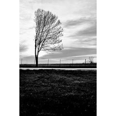 Placid (Holiday Exclusive)